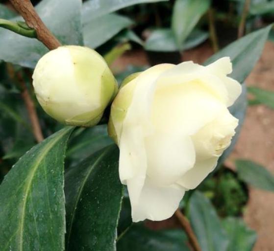 此花花色繁多有淡香味易养易成活,正黄旗茶花开花图片