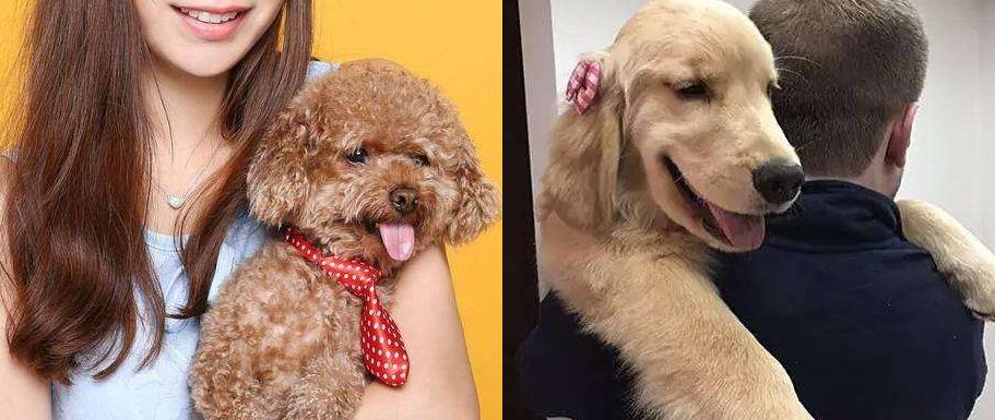 如何区分金毛犬和泰迪犬,泰迪好养还是金毛犬好养