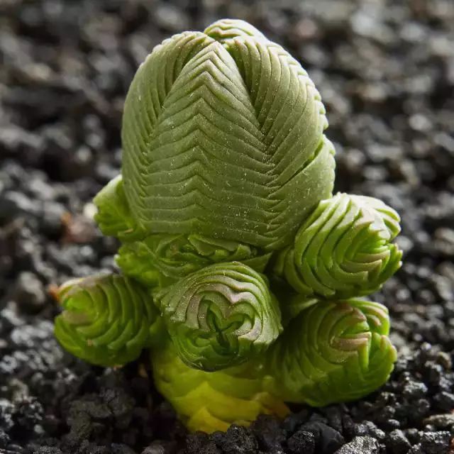 多肉早安图片大全,多肉大全100图