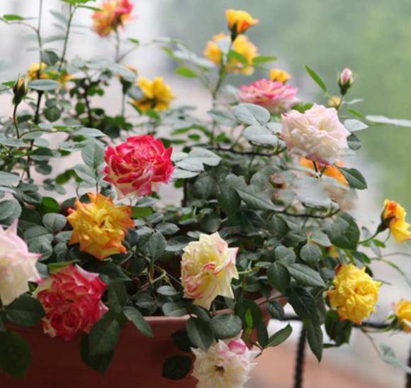 七彩月季扦插时间与方法,扦插月季怎么看出来品种