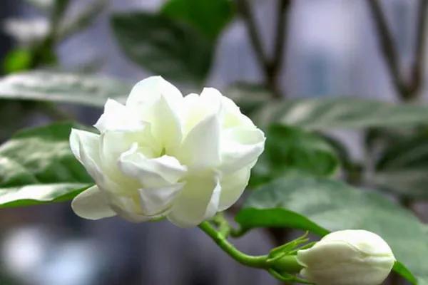 水培栀子花花苞发黑掉落怎么回事,水培栀子花的养殖方法及注意事项