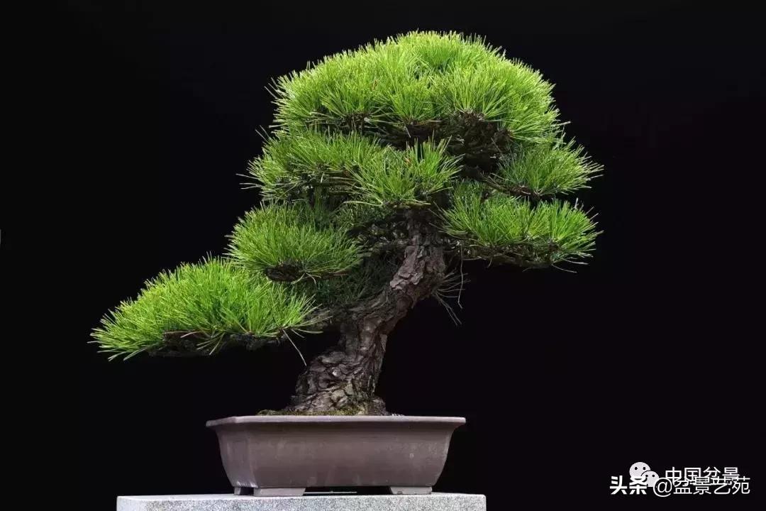 推荐36种好养的盆景植物,茶桌上养什么盆景植物