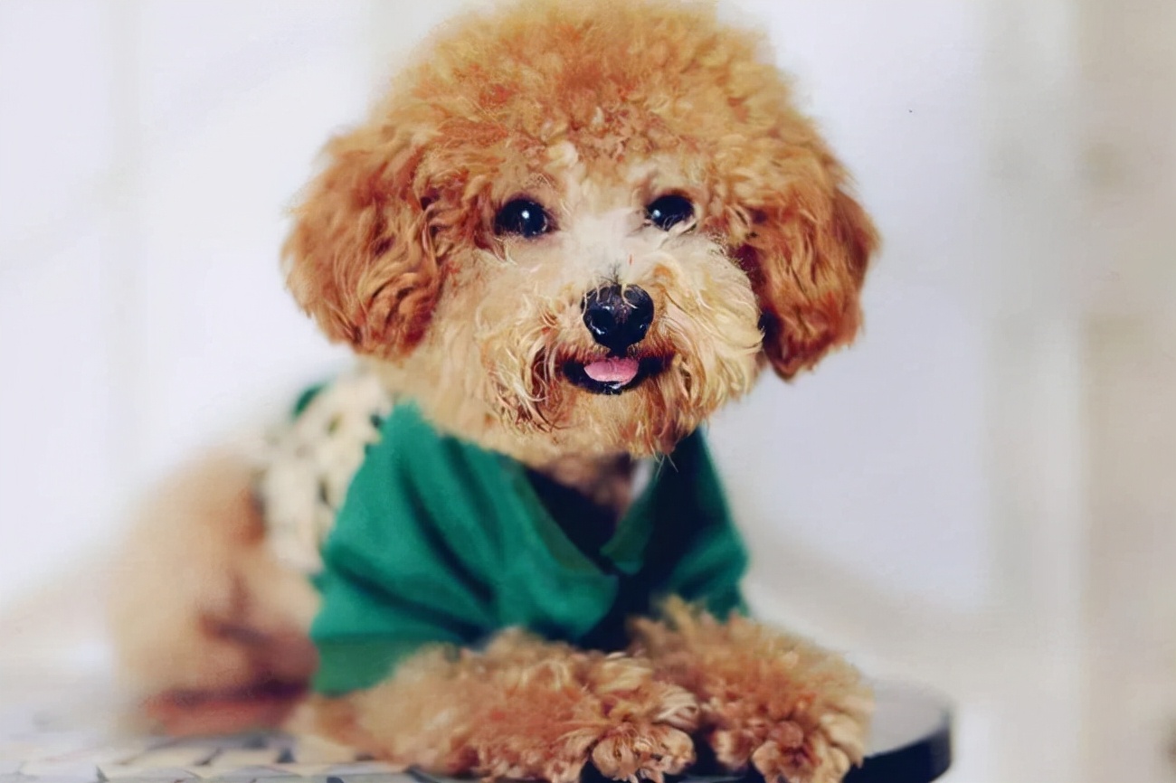 贵宾犬乱叫怎么纠正训练,贵宾犬为什么老爱叫