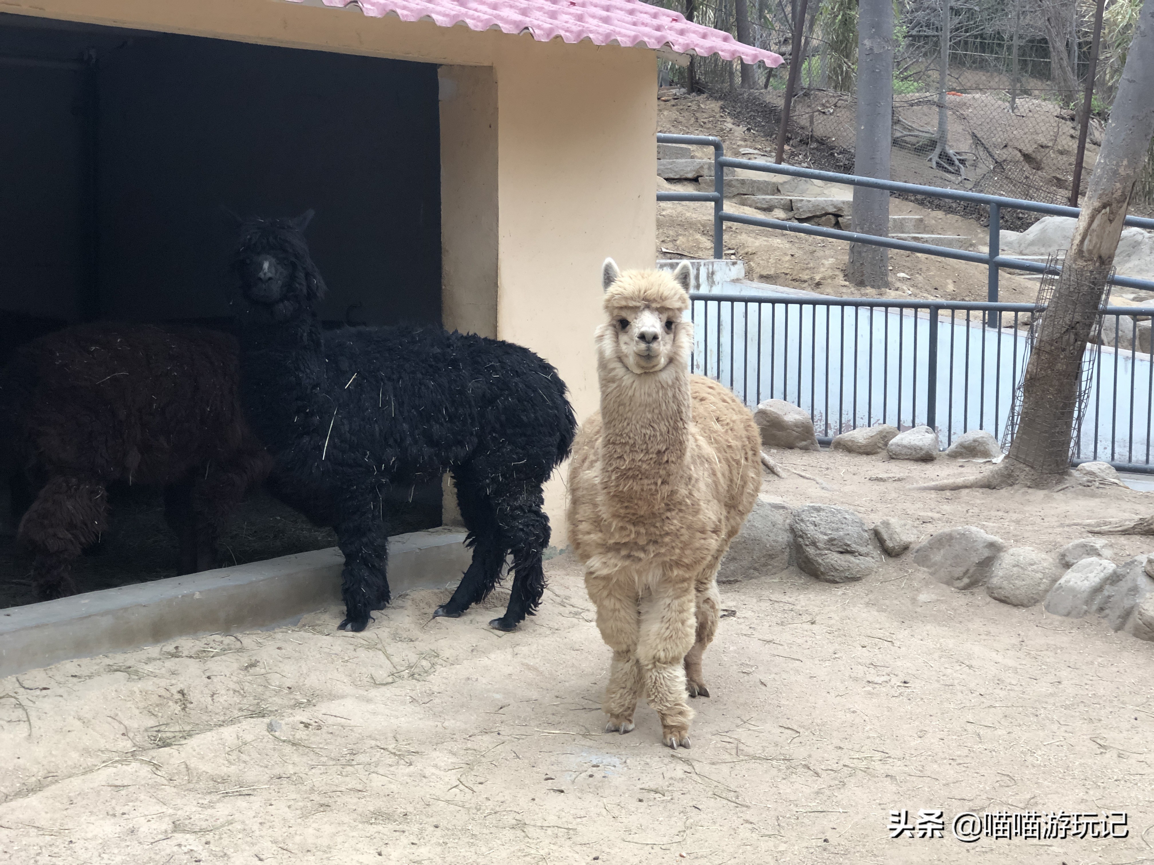 青岛动物园8.5元门票在哪里,青岛动物园8.5元门票需要预约吗