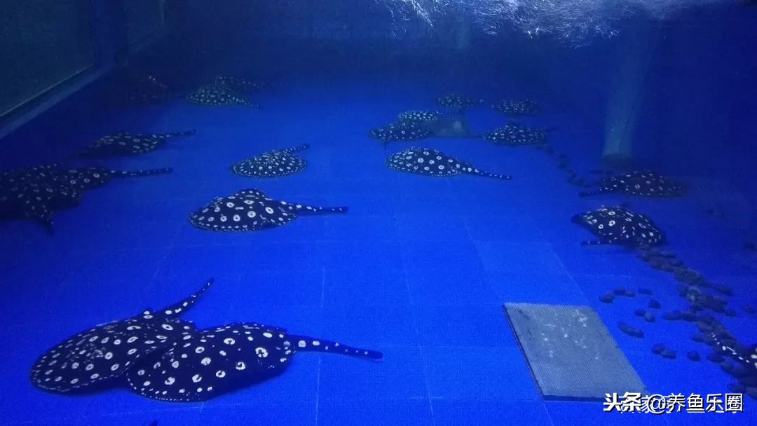 这位土豪家的渔场,光滤材就花了500多万,你确定不要见识一下?