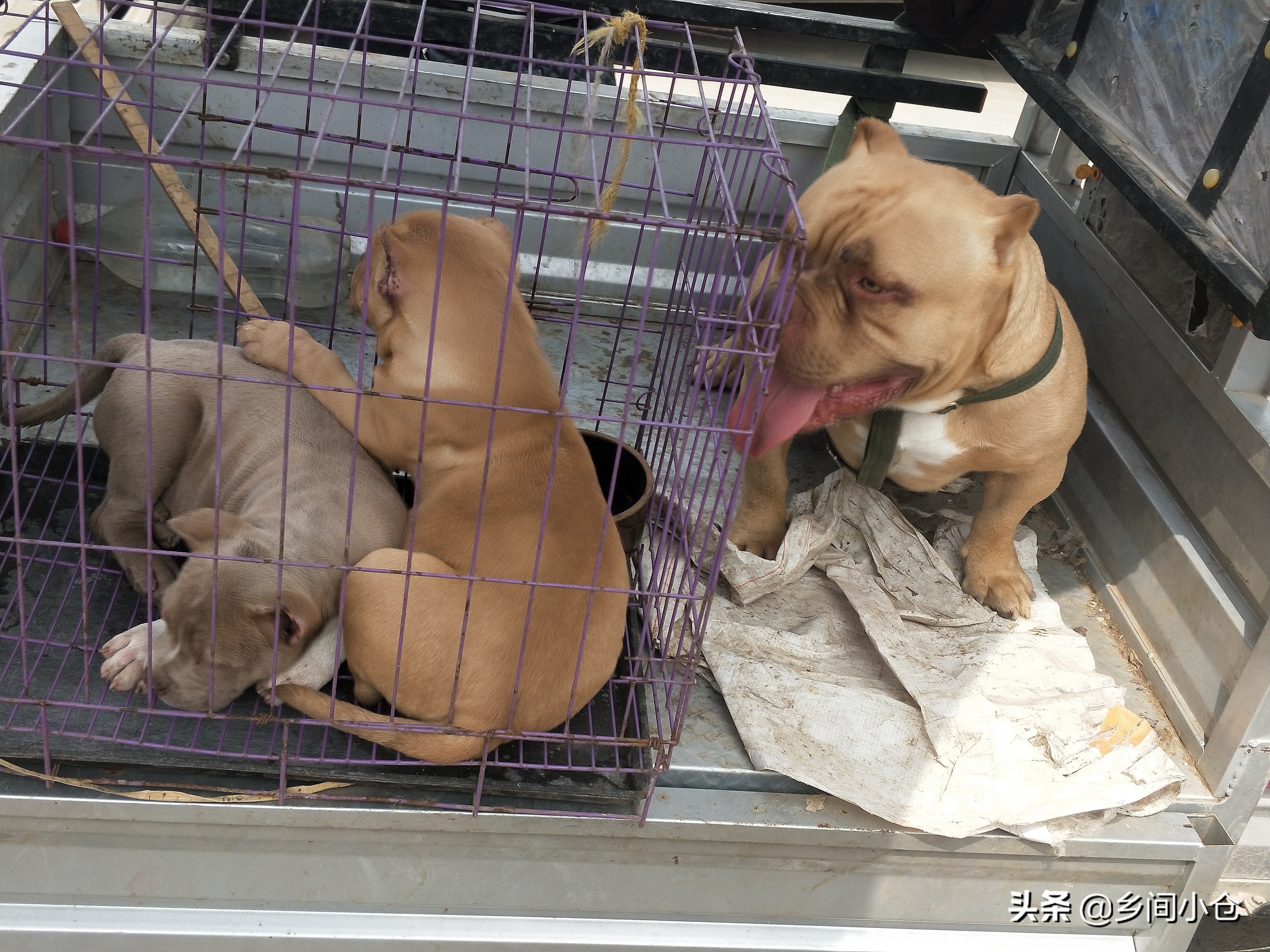 小妹子逛狗市遇到没见过的品种,大型狗市都有什么品种