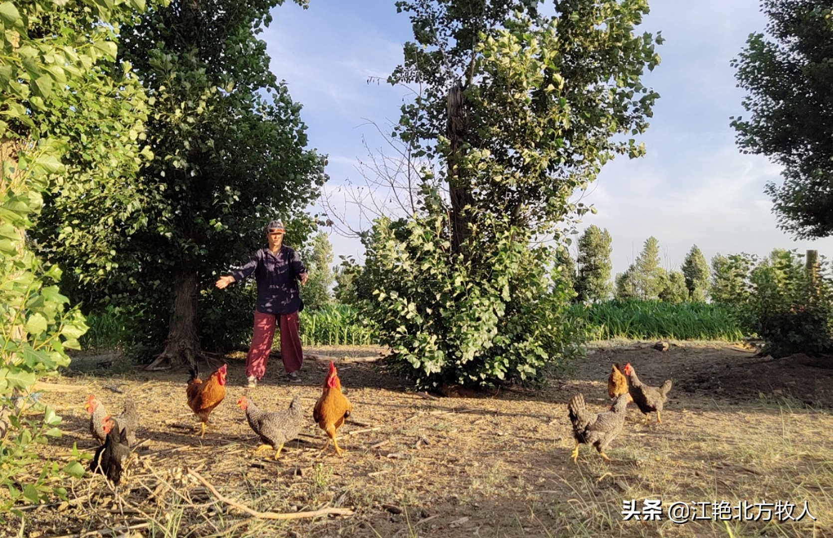 靠养殖到底能不能致富?江艳实话实说,再听听她的致富经