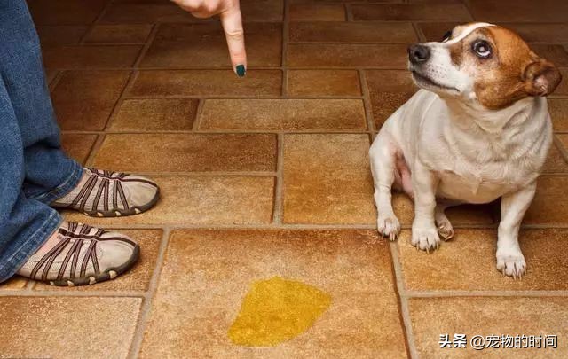 怎样训练狗狗不在家乱拉乱尿,狗狗最近在家乱尿是怎么回事