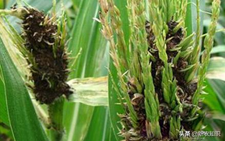 酿酒高粱高产种植技术,高粱增产增收方案