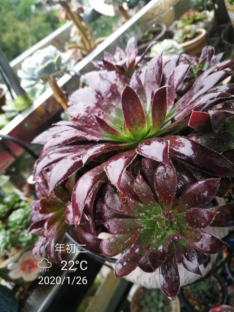 一杯清茶一道暖阳,一杯清茶温暖的时光