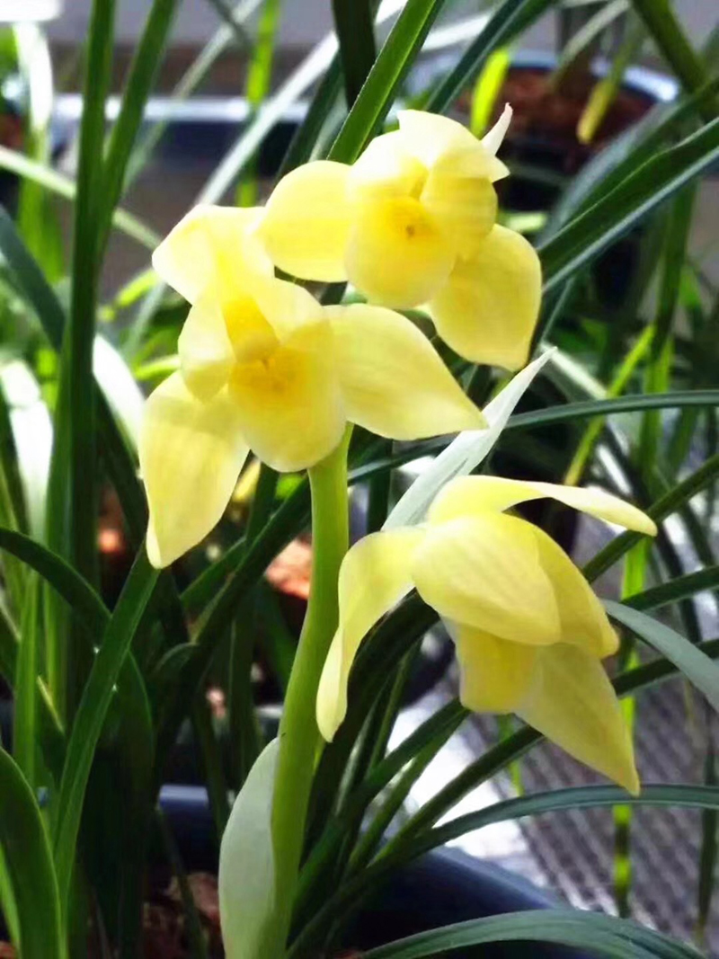 兰花老苗死了新苗活的,几十万一株兰花