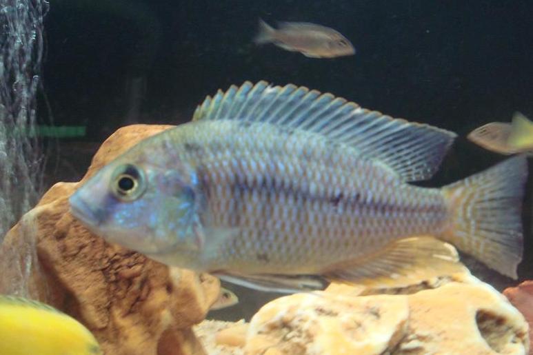 养观赏鱼小知识大全,养观赏鱼知识大全