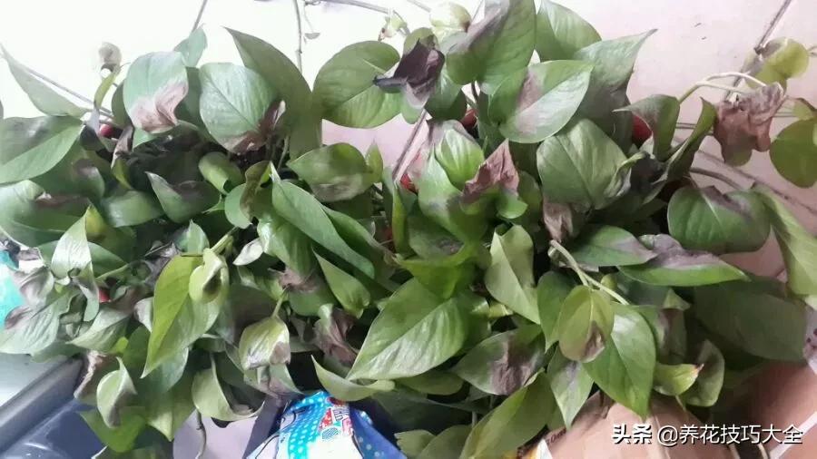 绿萝铜钱草家庭养殖,绿萝发财树黄叶子怎么办呢