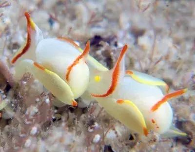 这只风靡网络的可爱“海中小白兔”，竟然颠覆了网友的三观