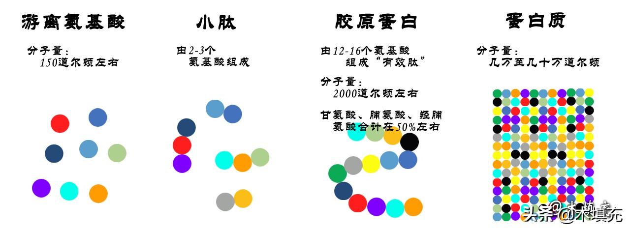 燕窝胶原蛋白肽知识科普,胶原蛋白肽健康科普