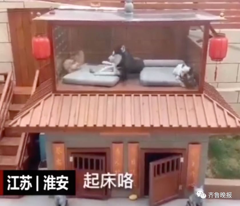 主人花30万打造的豪华狗窝,全网最土豪狗窝