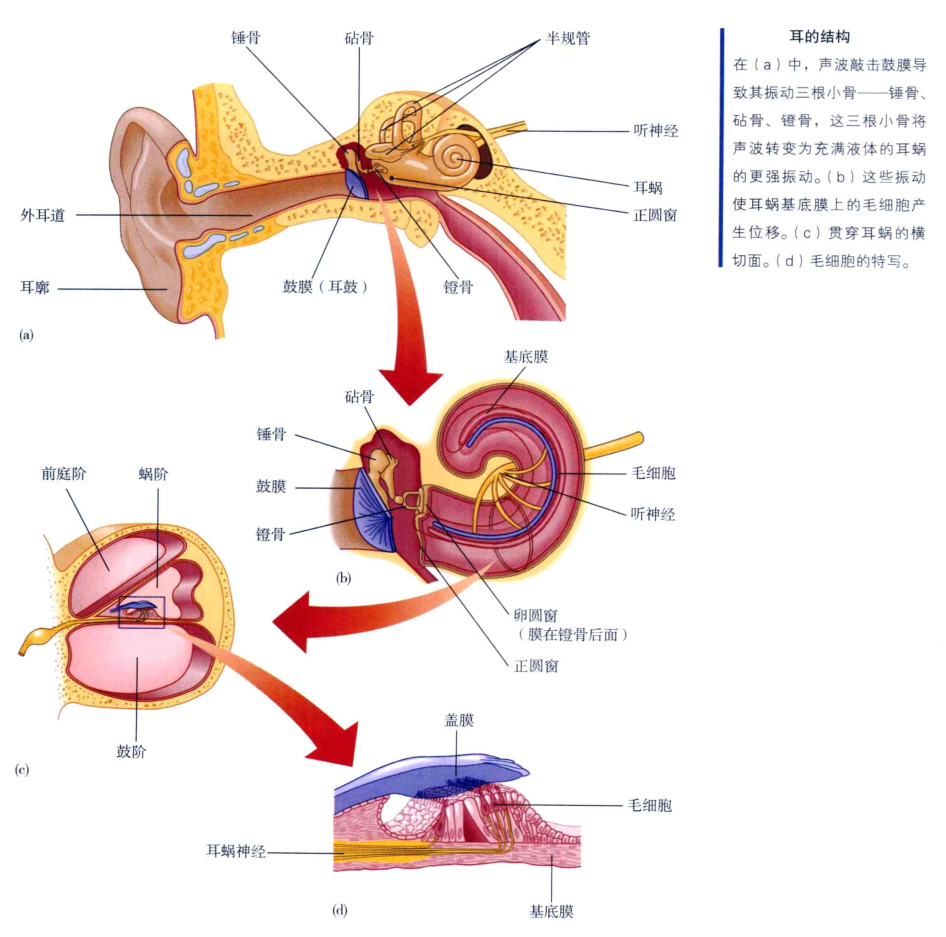 心理学的生物学基础知识,生物心理学知识书籍