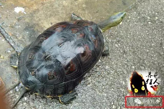 中华花龟和台湾花龟有什么区别,斑纹草龟和普通草龟的区别