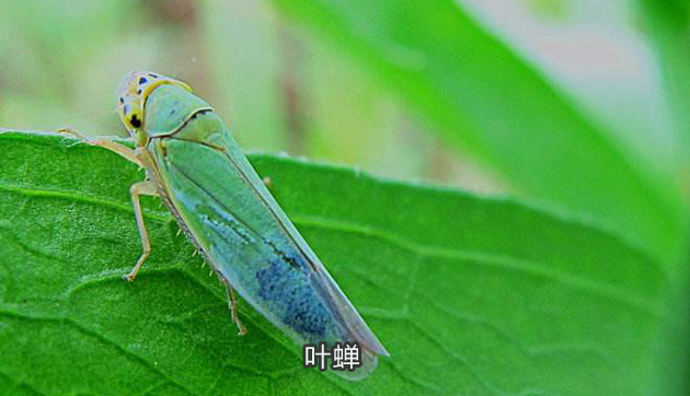 呋虫胺打蚜虫怎么样,呋虫胺对蚜虫红蜘蛛有效果吗