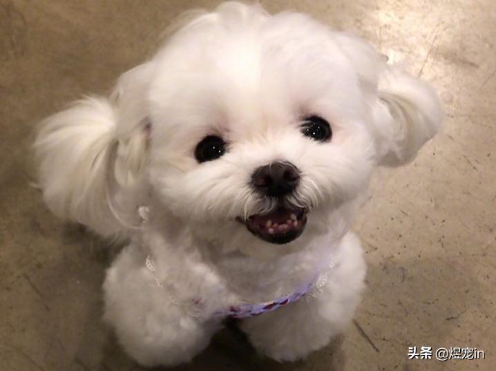 狗狗肚子不停的咕咕叫还伴有呕吐,狗狗嘴边挂粘稠口水还呕吐咋回事