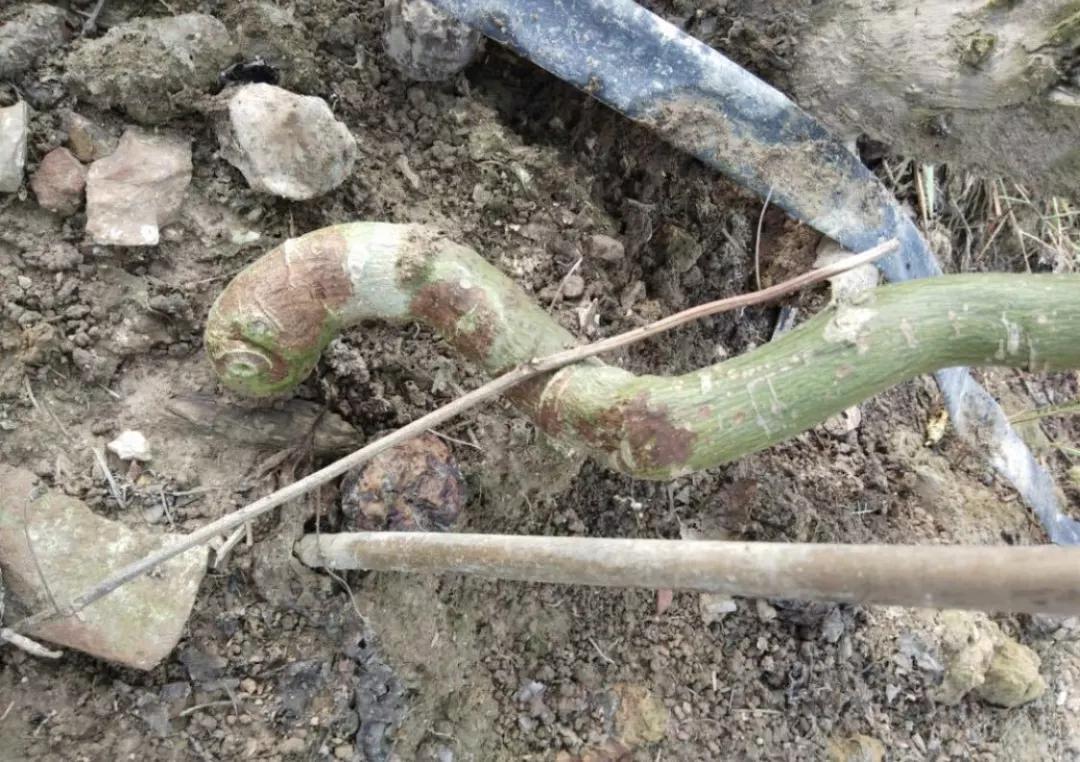 百香果茎基腐病是真菌还是细菌病,百香果基腐病喷多菌灵有效吗