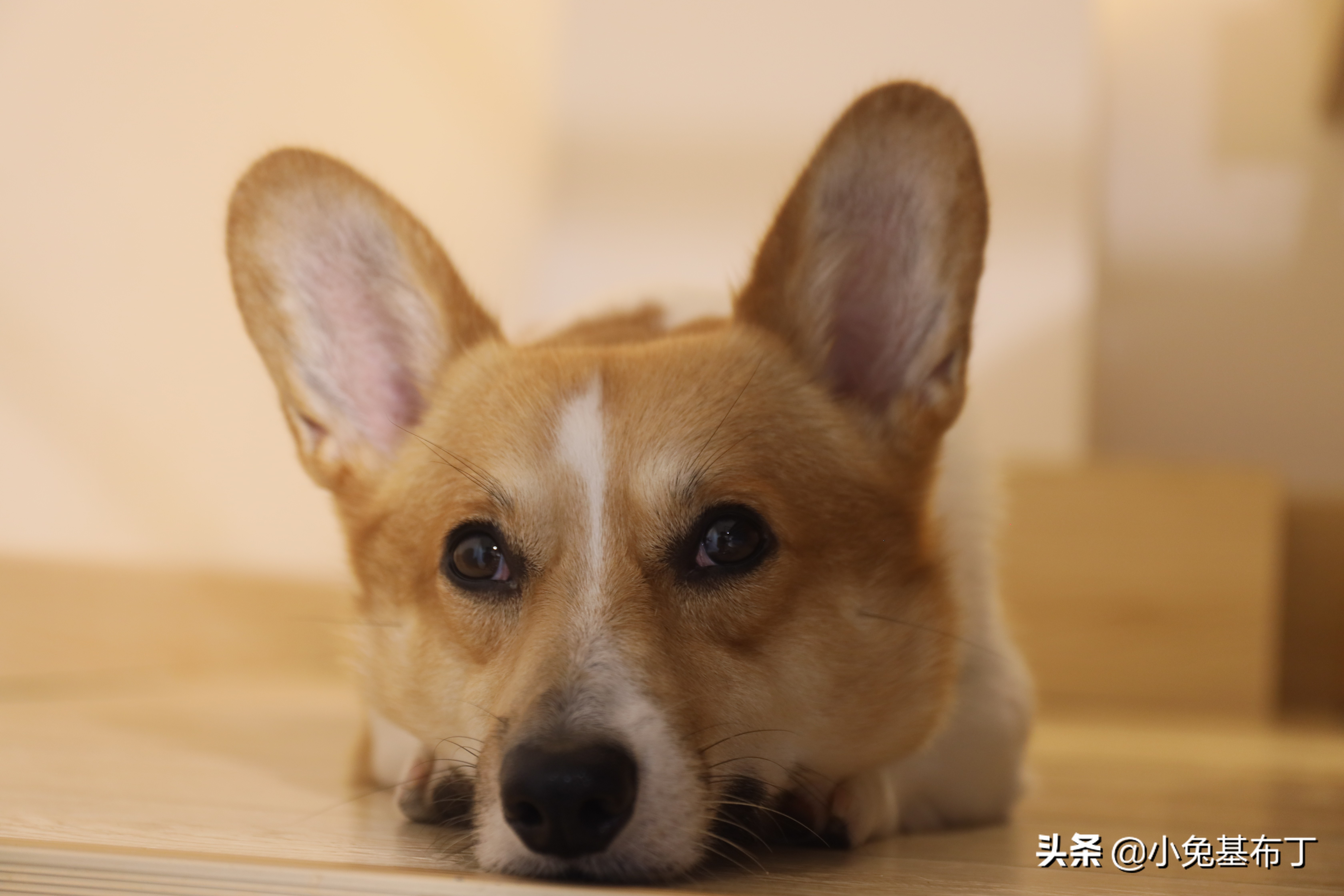 狗狗挑食每天吃一点点狗粮怎么办,狗狗老是不喝水怎么办