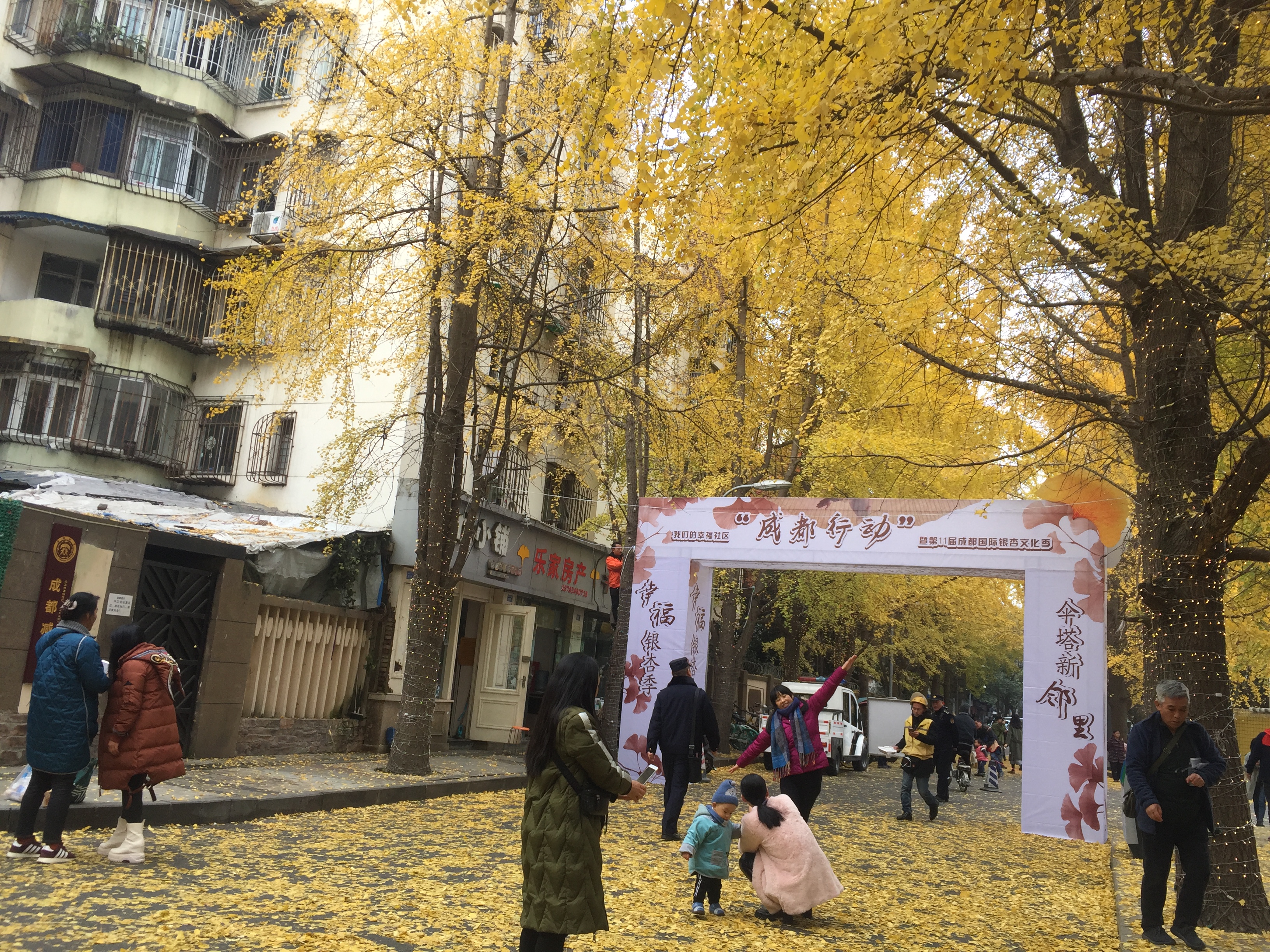 成都的银杏几月份最佳观赏期,成都银杏观赏指南