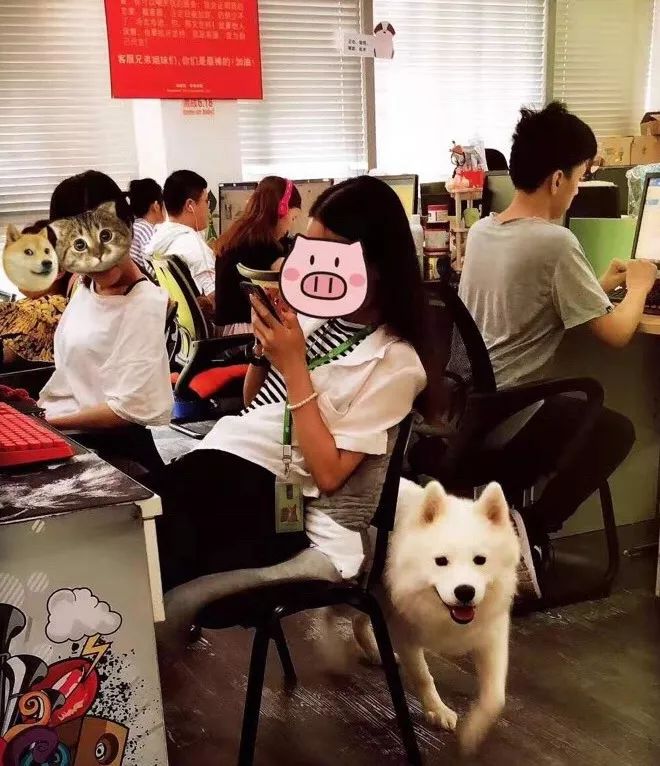 开宠物食品店创业,70后老板开店