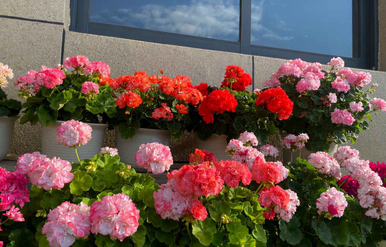 观花最好养的植物,5-10月适合养什么花