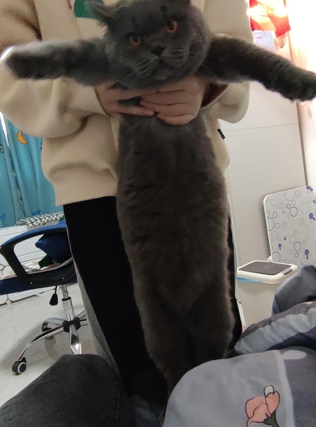 猫传腹治疗好了可以活多久,猫传腹治好后还能活多久