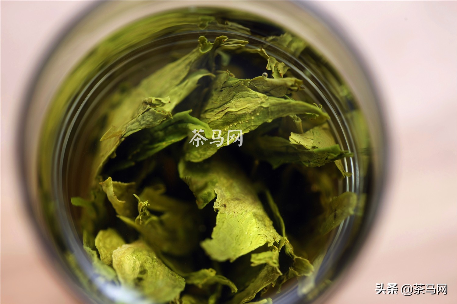 冷清世界里的一抹青春盎然——绿茶