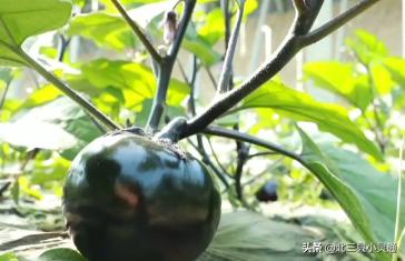 民宿木屋采摘园,休闲观光特色民宿生态采摘