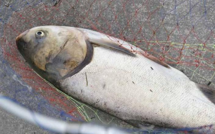 花白鲢有寄生虫是怎样的,白鲢头部有寄生虫