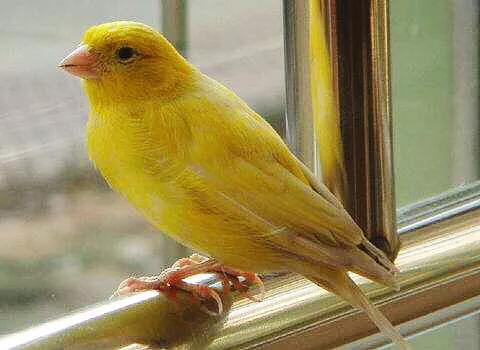 金丝雀鸟品种大全,金丝雀鸟图片及鸣叫