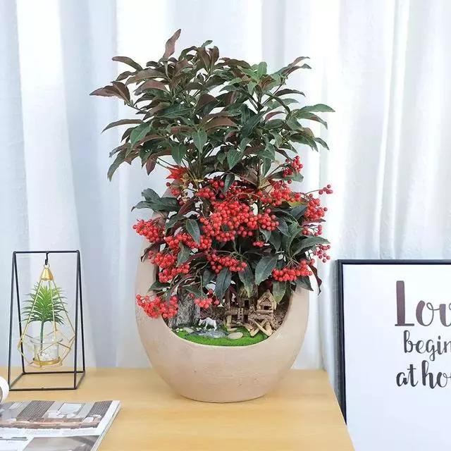 过年家里摆什么植物好,家里过年要摆几样水果