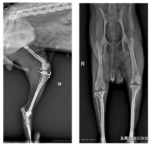 泰迪犬后腿一瘸一拐的怎么回事,泰迪犬性格缺陷