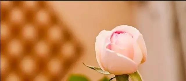 每天学习一点点花卉,100种常见玫瑰品种