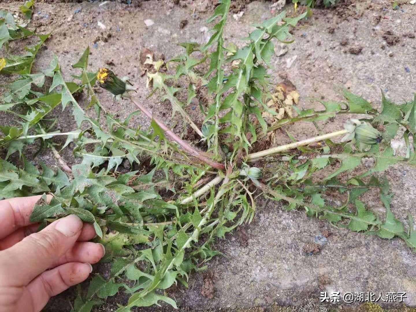 常见野菜的种类和图片大全 (各种野菜大全带图片)