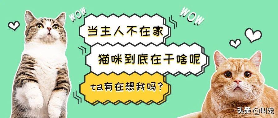 猫咪分离焦虑症的表现,猫咪分离焦虑是怎么形成的