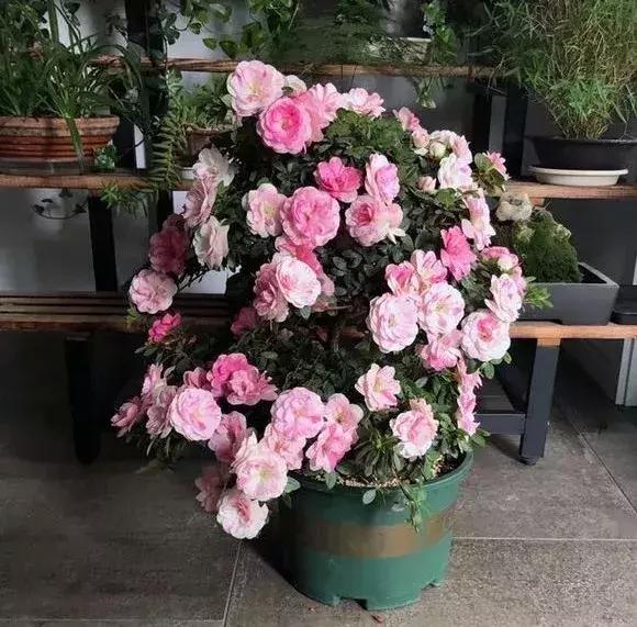 杜鹃怎么养才能爆开花,为什么都说杜鹃很厉害
