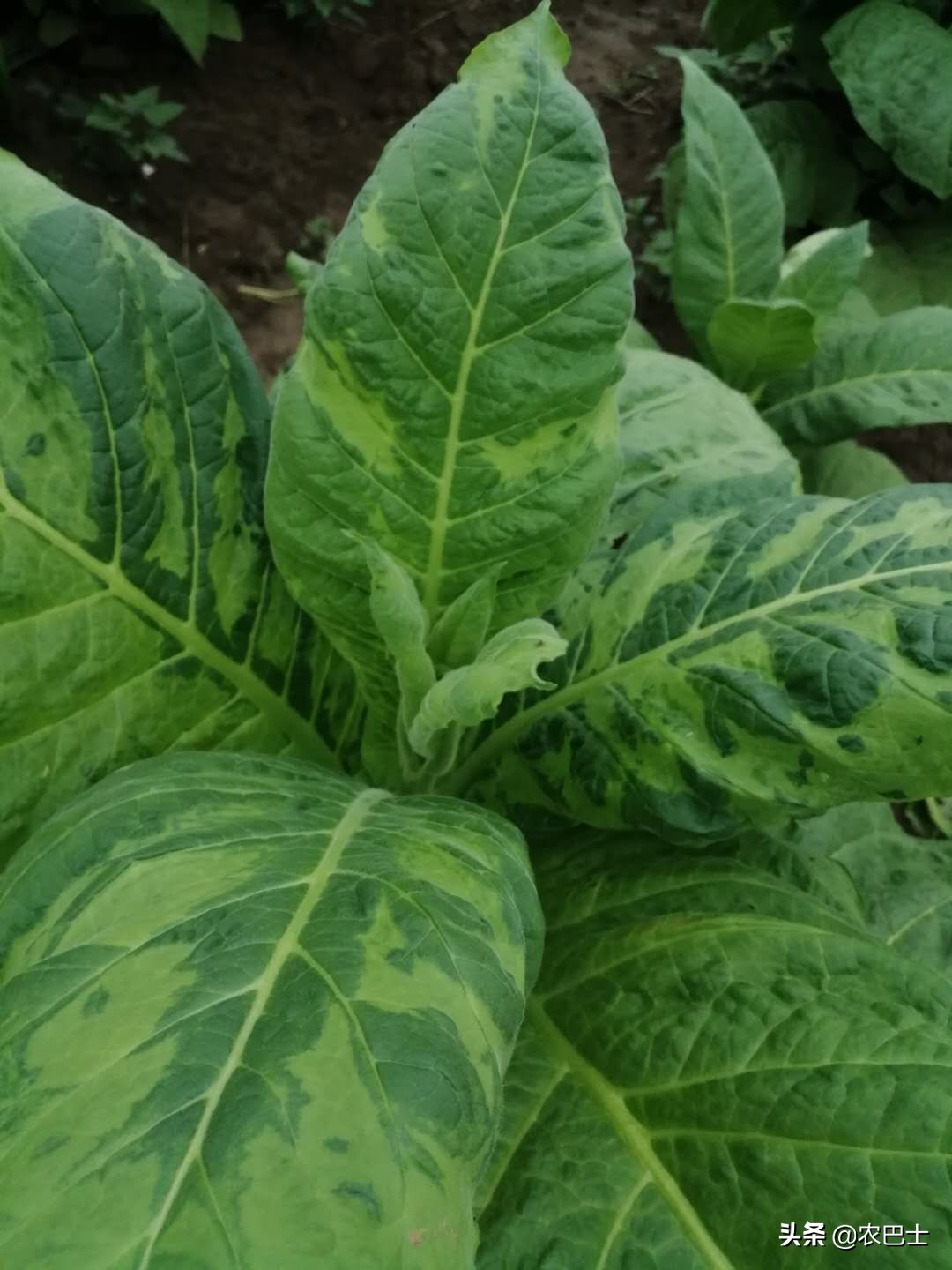 烟叶黑根病怎么办,所有烟叶病图片与治疗方法