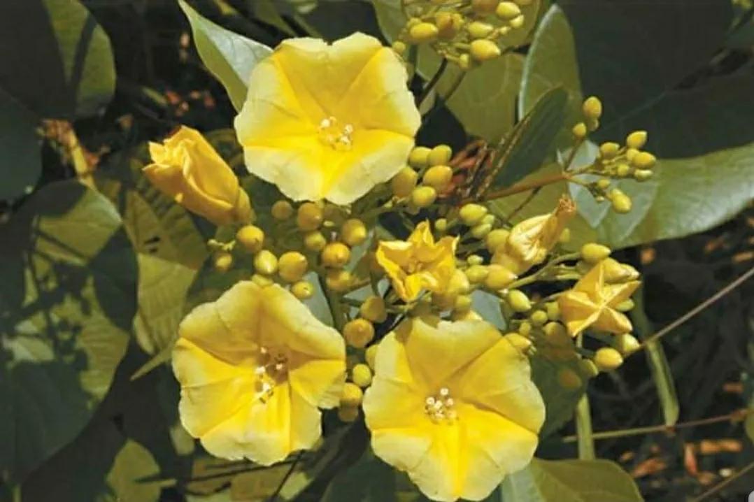 奇葩造型花：头上长草，心中有鬼，白月光。白天不开你非要晚上开