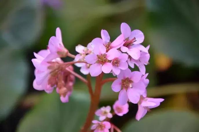 好看又好打理的庭院植物,适合小花园的景观植物
