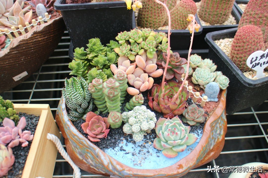 常德丹洲大草原介绍,丹洲草原风景