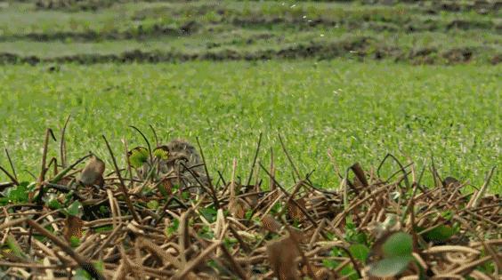 新手铲屎官第一次给猫洗澡,给猫咪洗澡的时候猫咪为什么怕水