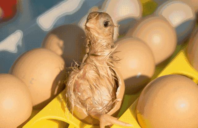 剖宫产对胎儿有什么影响,为什么剖宫产会大出血