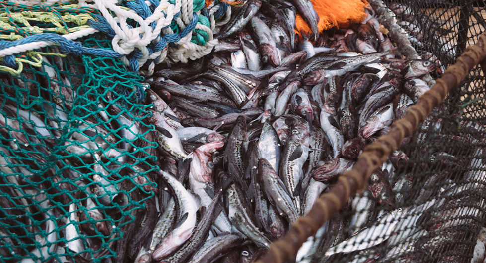 绕开中国工厂，运送1000多个集装箱，俄罗斯凭什么吃定明太鱼？