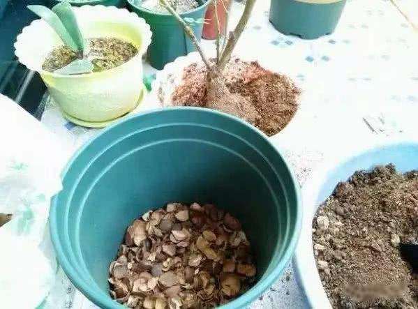 家家都有的“废料”，掰碎垫“盆底”，保温又透水，10年不烂根