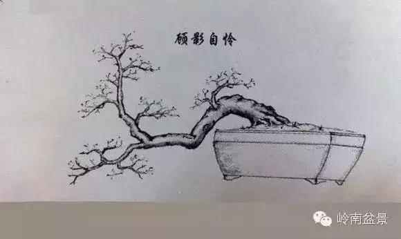 临水式金弹子盆景图片大全欣赏,看盆景展里赏心悦目的盆景