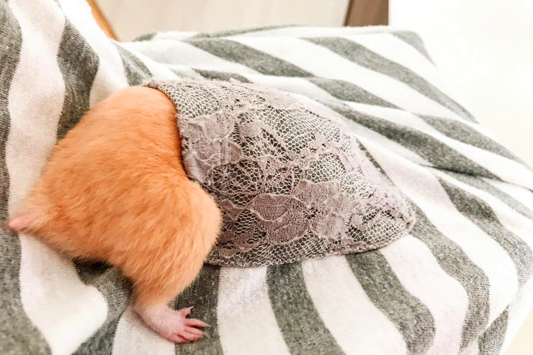 小仓鼠被抓在笼子里啦,仓鼠走迷宫爬墙被抓回去